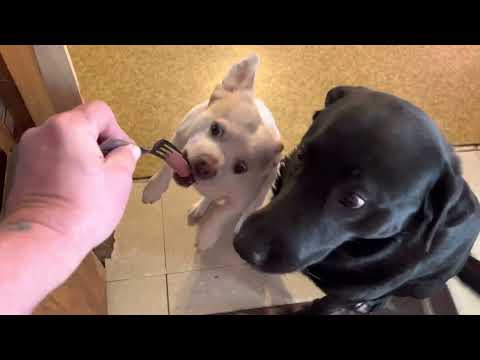 YouTube video about: Can dogs eat vienna sausages?