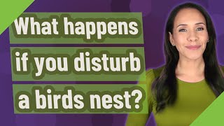 What happens if you disturb a birds nest?