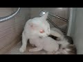 Mother Cat Attacking On Her Kittens She S Hitting Biting Them Kittens Are Scared Is She Weaning Them