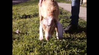 Santiago Bernhardt - California Bound [Frank Black Cover]