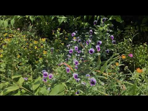 Sibelius  Lemminkäinen Suite, Op. 22 ( p. berglund )