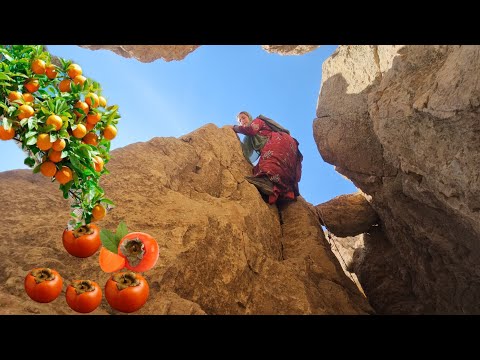 "Kobra, Nomadic Mother, Picking Oranges from Dangerous Cliffs for Her Children 🏔️⛰️🍊👩‍👧‍👦❤️