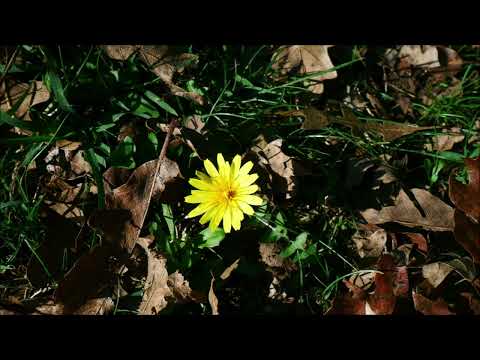 Bosco Spinapulci  15 Ottobre 2023