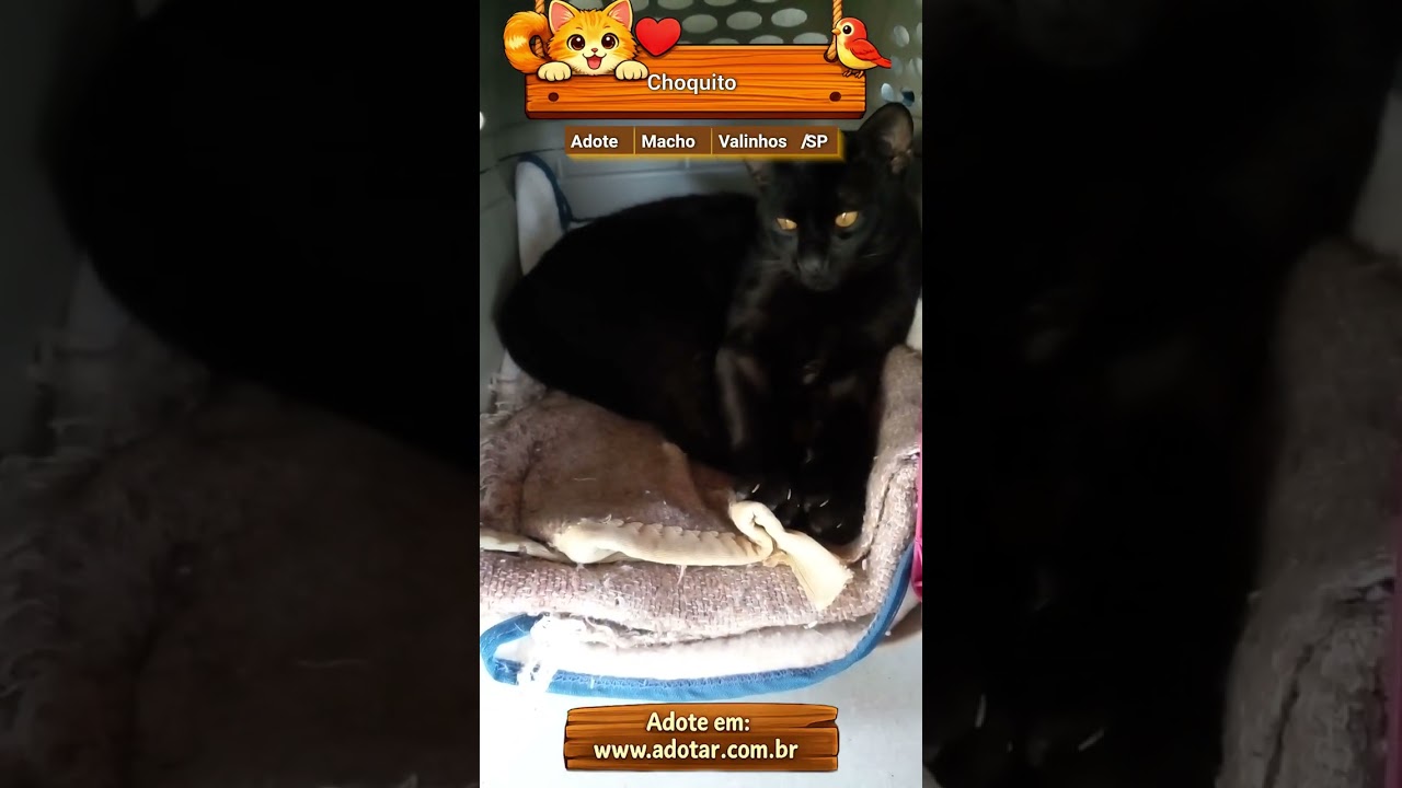 Gato raça SRD-ViraLata idade 7 a 11 meses nome Choquito