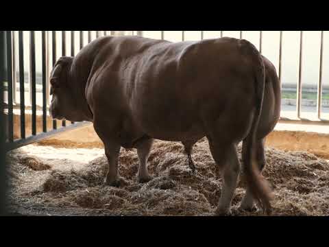 XENETICA FONTAO - ACRUGA (ENGLISH)