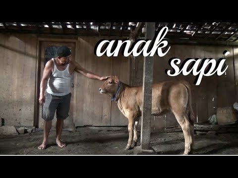 film-pendek-anak-sapi-drama-komedi-jawa-lucu