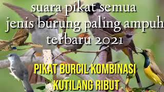 Download lagu suara pikat burung kecil kombinasi kutilang ribut paling ampuh 2021 mp3