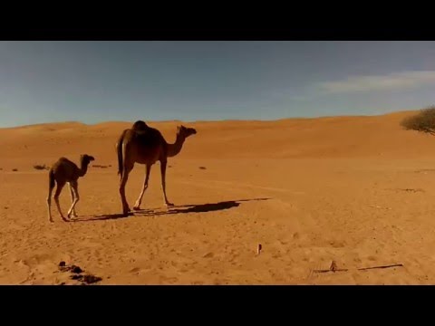 Young Camel with Mother in The Wahiba Sands Oman HD