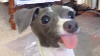 Bertie the Italian Greyhound Dog Sticking His Tongue Out