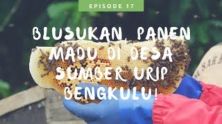 preview picture of video 'Blusukan, Panen Madu Di Desa Sumber Urip Bengkulu!'