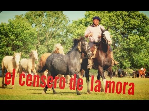 El censerro de la mora-bautista pascua
