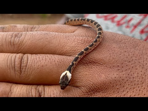 Uma serpente injustiçada (cobra olho de gato) filhote de leptodeira annulata Tasso Fragoso Maranhão