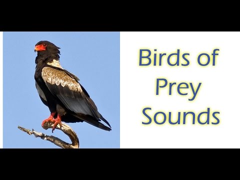 Birds of Prey Sounds Free Video