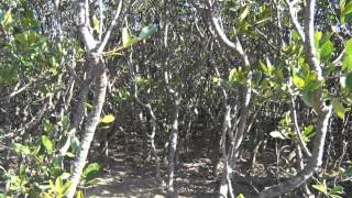 preview picture of video '種子島の名所・観光スポット：阿嶽川マングローブ林群生地中種子町の保護植物'