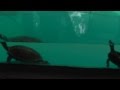 Tiny Tortoise Swimming In Water