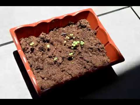 Timelapse of Catnip Plant From Seed