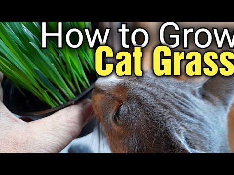 How to Grow Cat Grass from Seed