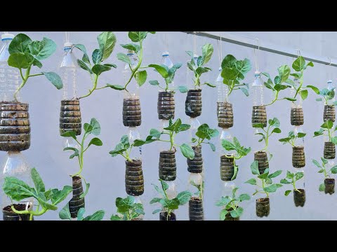 Amazing ideas for Making Flower Pot Recycling plastic Bottles into flower Pot