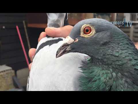 Thys Roger & Nick (Hallaar): 1st National Argenton 14,787 old birds 2021