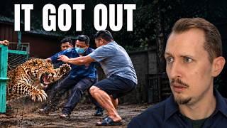 A Leopard Escaped Its Cage… Then It Turned on Them | Zoologist Reacts
