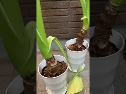 クワズイモの屋外配置屋外の自然エキゾチックな配置