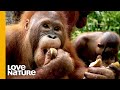 Orangutan Beni Tries to Conquer Food Temptations | Love Nature