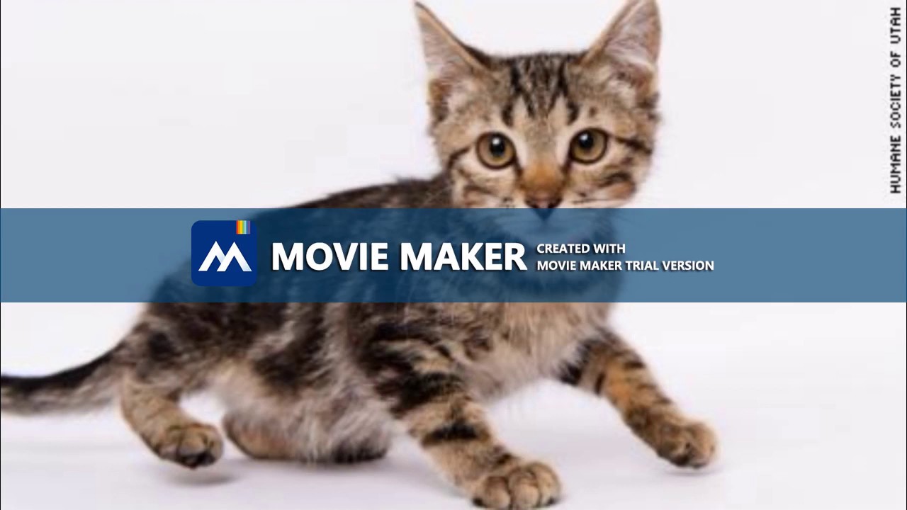 Cat Facts Prank Call