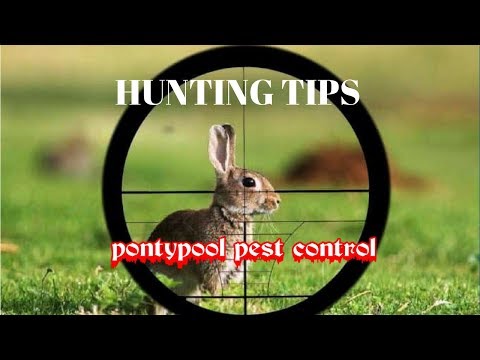 AIR RIFLE HUNTING TIPS