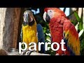 Wild Animal Sounds Fun Animals Guessing Game For Toddlers Kids Learning Videos