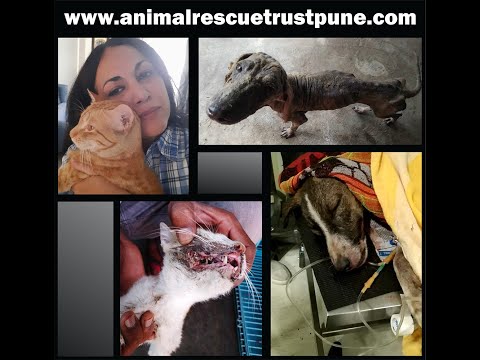 Animals Need Medical Care Too! - Ketto Animals Need Medical Care Too! - Ketto