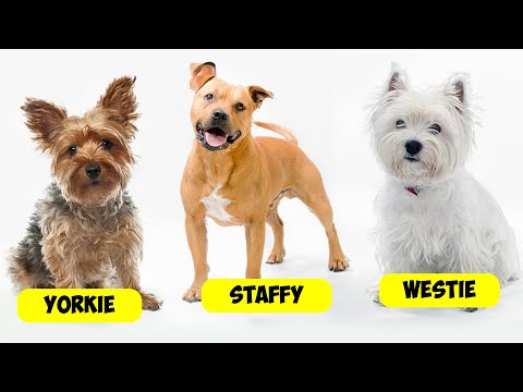 TERRIER TYPES - 36 TYPES OF TERRIERS