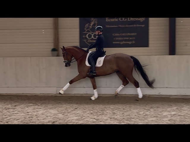 Prometteuse Jument Hanovrienne 