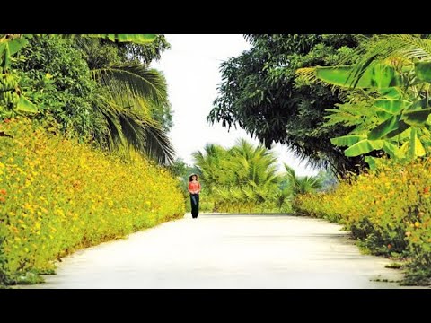 Như còn đấy mùa Xuân - Quang Đạt