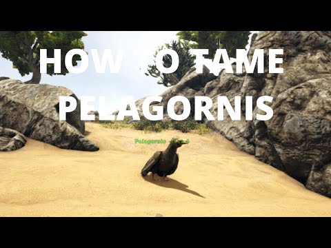 How To Tame a Pelagornis