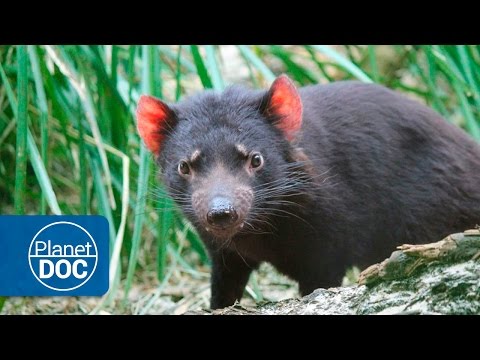 Tasmania Full Documentary | Devils & Tigers