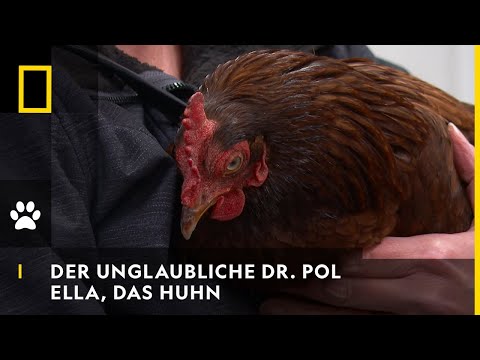 DER UNGLAUBLICHE DR. POL - Ella, das Huhn | National Geographic