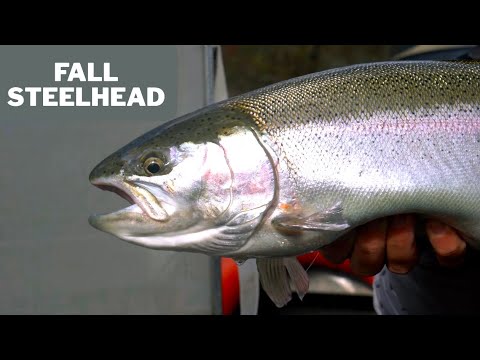 Michigan Steelhead Fishing - BOBBER DOWNS!