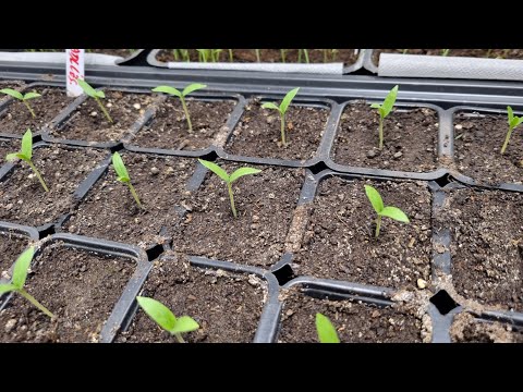 The secret of successful tomato cultivation
