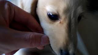 ダックスフンド　　天使　子犬　ビスケットを食べるよ