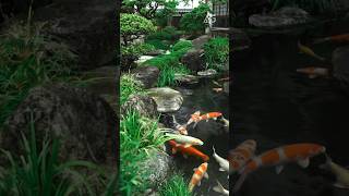 Download lagu ✨️ A Mini Koi Paradise In Your Own Home mp3