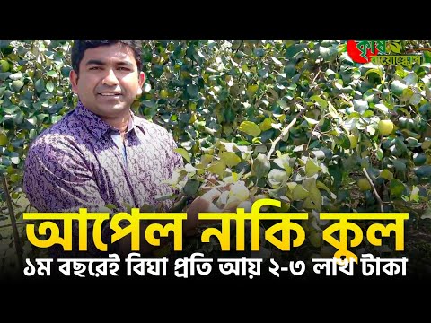 আপেল নাকি কুল? ১ম বছরেই বিঘা প্রতি আয় ২-৩ লাখ টাকা -বল সুন্দরী(Ball Sundory)