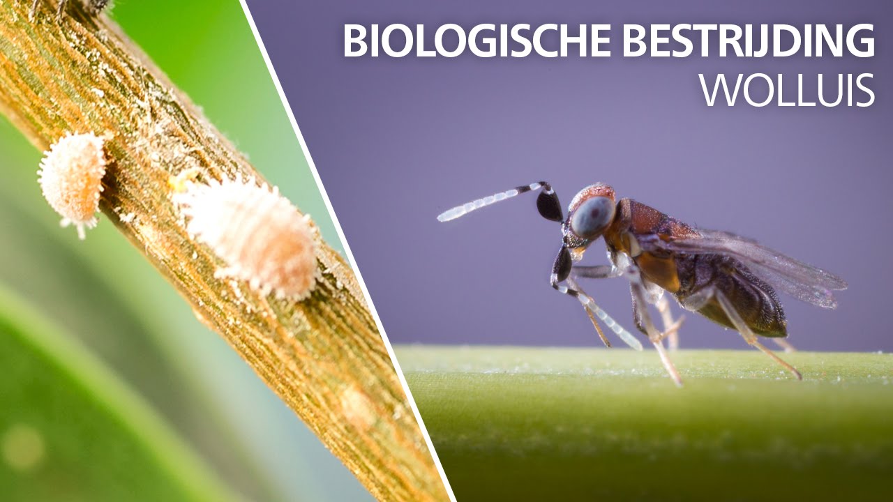 Video preview poster