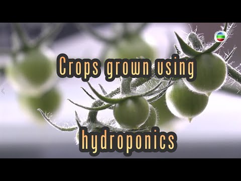 TVB News | 26 Jul 2022 | Crops grown using hydroponics