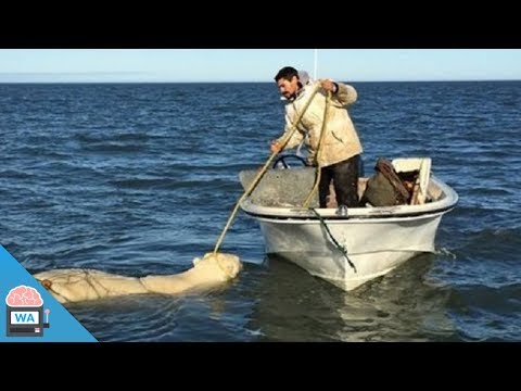 When an Inuit discovered this drowning polar bear, he responded immediately ...