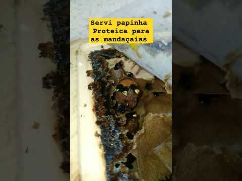 Servi papinha proteica para as mandaçaias,olha como aceitaram bem,#shorts #mandaçaias #asf #abelhas