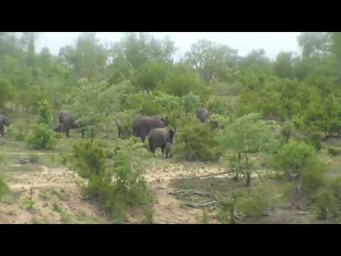 Djuma: Elephants feeding back in tree line - 06:08 - 12/29/18