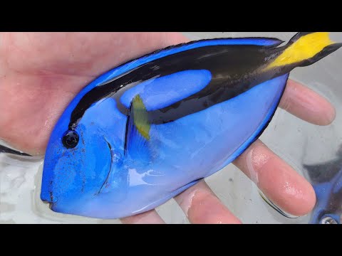 「ファインディング・ドリー」の魚種: ニモの活発な仲間に関する 5 つの事実