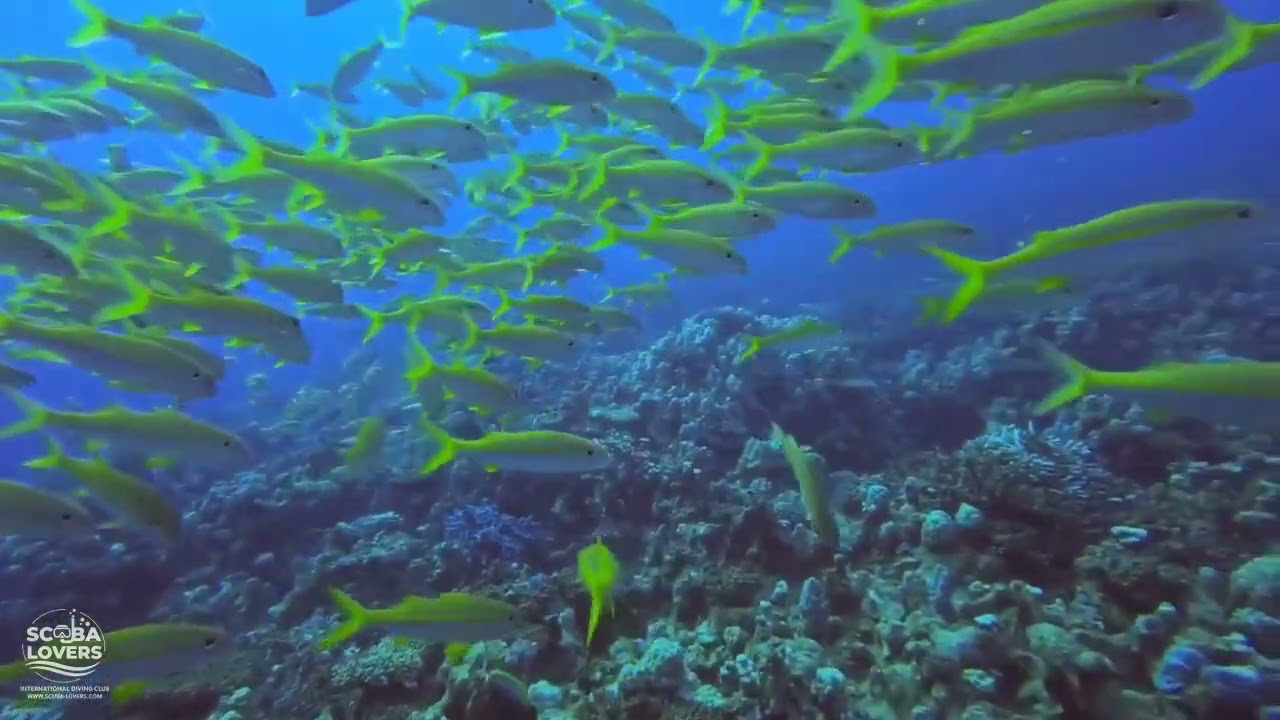Scuba Lovers com 20250615 007 wm