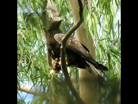Oriental Honey Buzzard