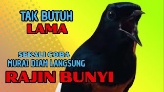 Download lagu Pancingan PAGI-PAGI AGAR MURAI GACOR❗sekali coba murai DIAM langsung bunyi mp3